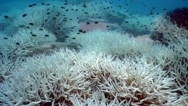 The maths behind the destruction of Australia’s coastal habitat ...