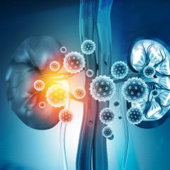 Artist impression of kidneys