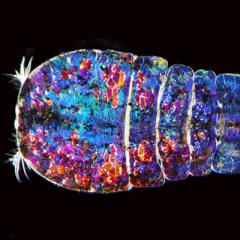 Zooplankton
