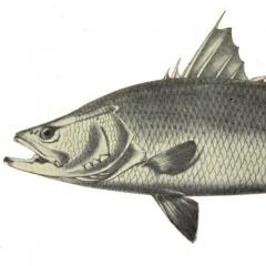 Barramundi
