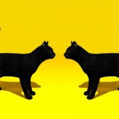 Cats