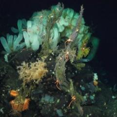 Coral