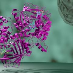 Catalase