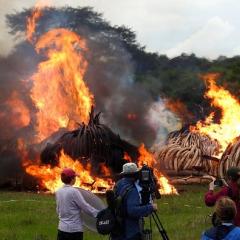 Elephant tusks on fire