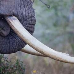 Elephant tusk
